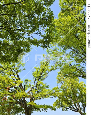 從公園的森林裡看到的天空 從公園的森林裡看到的天空 137484814