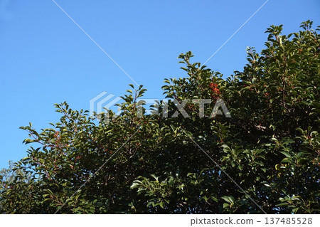 Red berries of the Japanese silverleaf, December 2025 137485528