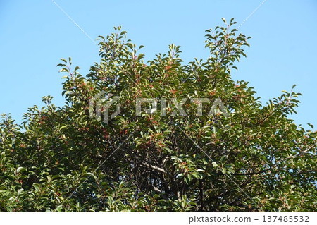 Red berries of the Japanese silverleaf, December 2025 137485532