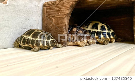 Russian tortoise and African spurred tortoise sleeping in the same direction 137485540