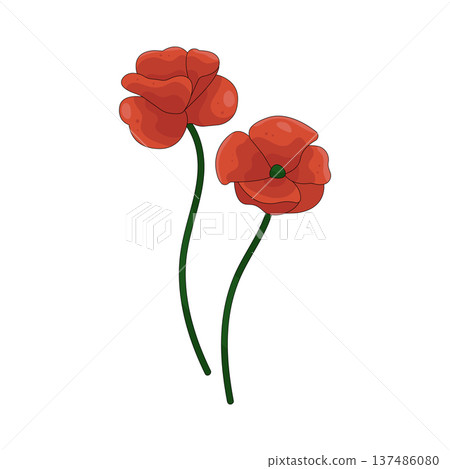 Illustration of red poppy flower 137486080