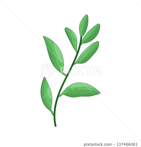 Illustration of coca leaf Illustration of coca leaf 137486081