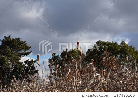 Cattail heads beginning to turn into fluff, January 2026 137486109