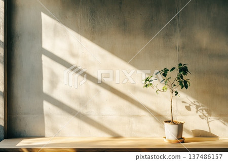 Gentle Sunlight Filtering Through Potted Plants in a Bright Room 137486157