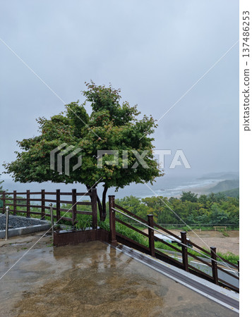 Park with trees and fences 137486253