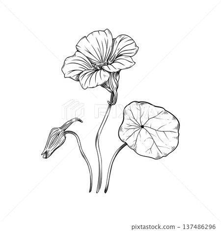 Three-quarter view of nasturtium flower sketch, botanical line art of Tropaeolum majus with open blossom, leaf and bud, hand-drawn vintage floral angled perspective isolated on white background. 137486296