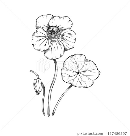 Nasturtium flower, bud and leaf botanical composition, set, hand-drawn vector sketch of Tropaeolum majus, vintage floral line art illustration isolated on white. For logo, invitation, packaging design 137486297