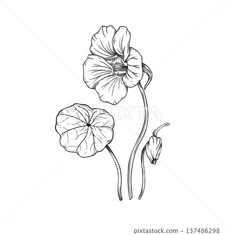 Side view of nasturtium flower sketch, botanical line art of Tropaeolum majus with leaf and bud, hand-drawn vintage floral profile element isolated on white. For logo, invitation, packaging design. 137486298