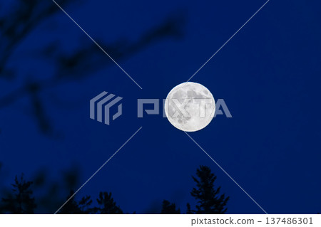 Full moon illuminating night sky above silhouetted trees 137486301