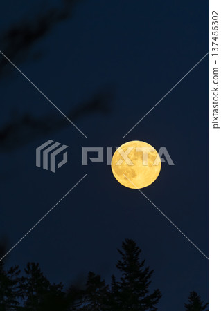 Full moon shining bright over dark forest 137486302