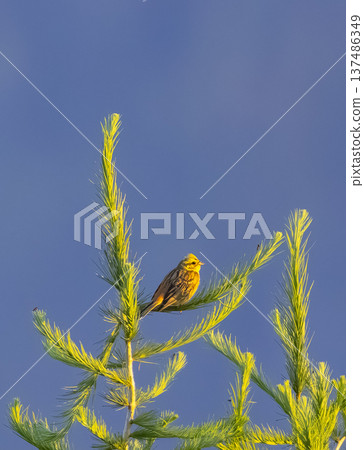 Yellowhammer bird resting on a green pine branch Yellowhammer bird resting on a green pine branch 137486349