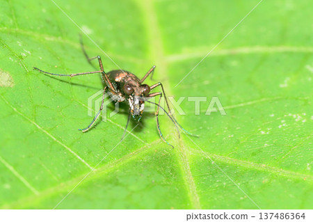 東京角羊 137486364