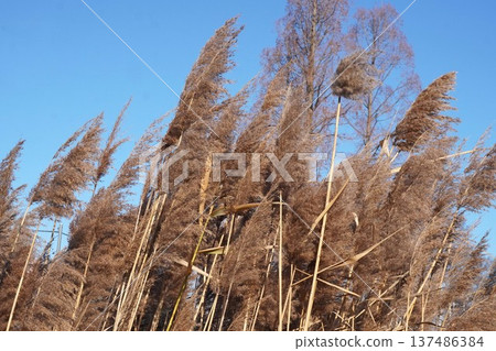 蘆葦花穗，2026年1月 137486384