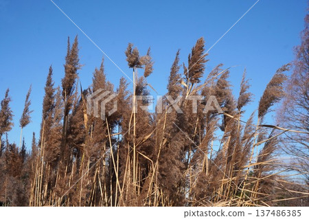 Reed flower spikes, January 2026 137486385