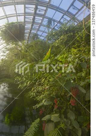 Tropical plants thriving inside glass Fata Morgana Greenhouse Prague Tropical plants thriving inside glass Fata Morgana Greenhouse Prague 137486459