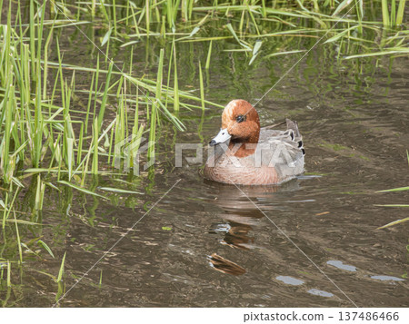Male Wigeon, Hirakata City, Osaka Prefecture Male Wigeon, Hirakata City, Osaka Prefecture 137486466