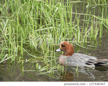Male Wigeon, Hirakata City, Osaka Prefecture 137486467