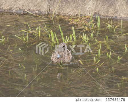 Wigeon (female) Hirakata City, Osaka Prefecture 137486476