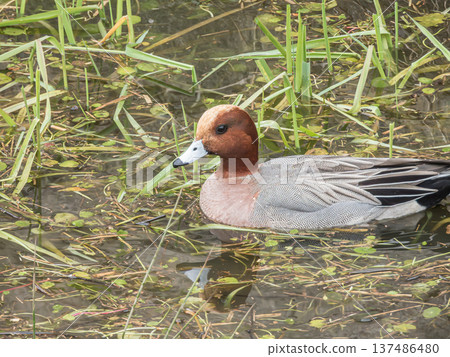 Male Wigeon, Hirakata City, Osaka Prefecture Male Wigeon, Hirakata City, Osaka Prefecture 137486480