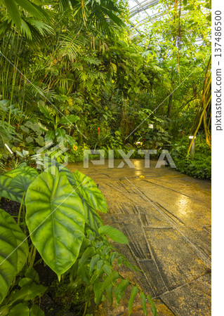 Lush tropical greenhouse path in Prague botanical garden Lush tropical greenhouse path in Prague botanical garden 137486500