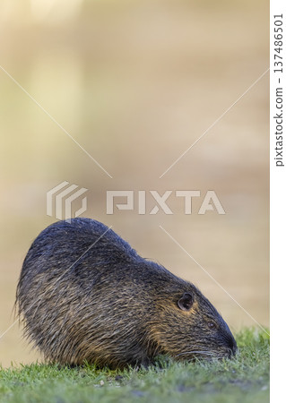 Nutria feeding on grass by water with copy space 137486501