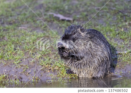 Nutria eating vegetation on riverbank by water Nutria eating vegetation on riverbank by water 137486502