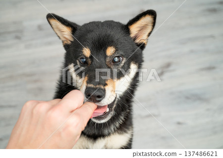 A cute black Shiba Inu puppy accepts food from a person's hand on a light wooden floor. 137486621