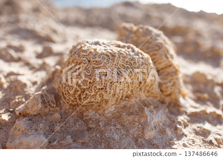 Macro close-up of fossilized coral lying on a sandy beach under bright natural sunlight.The clear texture of fossilized coral on the seashore. Remains of marine life. Red Sea, Egypt. 137486646