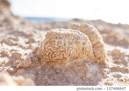 Macro close-up of fossilized coral lying on a sandy beach under bright natural sunlight.The clear texture of fossilized coral on the seashore. Remains of marine life. Red Sea, Egypt. 137486647