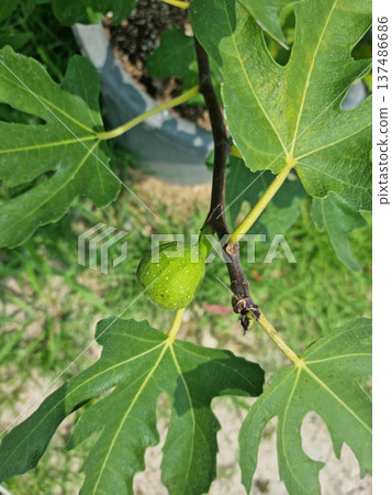 It is a fig tree with fruit. It is a fig tree with fruit. 137486686