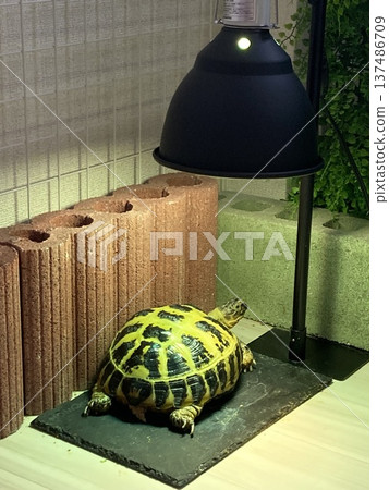 Russian tortoise relaxing under UVB light Russian tortoise relaxing under UVB light 137486709