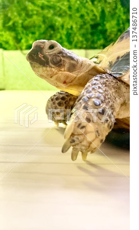 一隻俄羅斯陸龜的側臉正凝視著房間 137486710