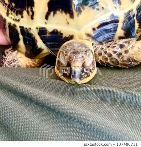 Russian tortoise sleeping with its chin resting 137486711