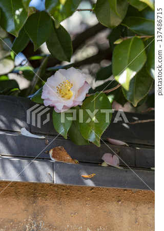 Kamakura 2634 Hokaiji Temple 1 Camellia 137486715