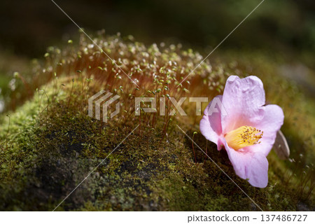 Kamakura 2634 Sugimotoji Temple 1 Moss 137486727