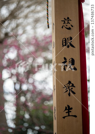 Kamakura 2634 Sugimotoji Temple 7 Kanhizakura Kamakura 2634 Sugimotoji Temple 7 Kanhizakura 137486733