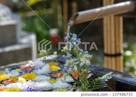 Fujisawa 26223 Joryuji Temple 2 Flower Water Basin Fujisawa 26223 Joryuji Temple 2 Flower Water Basin 137486735