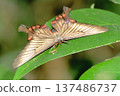 燕尾蝶 137486737
