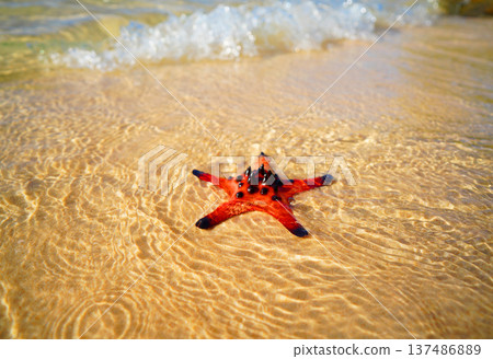 Starfish on sandy beach in shallow sea. Bright starfish rests on sea sand beach. Red starfish 137486889
