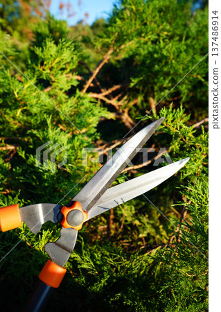 Cutting branches on Arborvitae use Garden Shears. Trimming Ornamental thuja in garden.  137486914