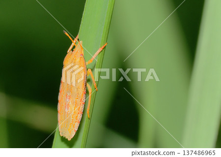 Larva of stink bug 137486965