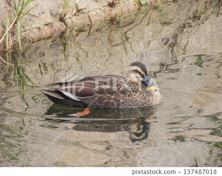 Spot-billed ducks in an irrigation canal, Hirakata City, Osaka Prefecture 137487018