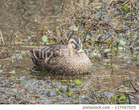 Spot-billed ducks in an irrigation canal, Hirakata City, Osaka Prefecture 137487020