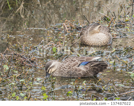 Spot-billed ducks in an irrigation canal, Hirakata City, Osaka Prefecture Spot-billed ducks in an irrigation canal, Hirakata City, Osaka Prefecture 137487022