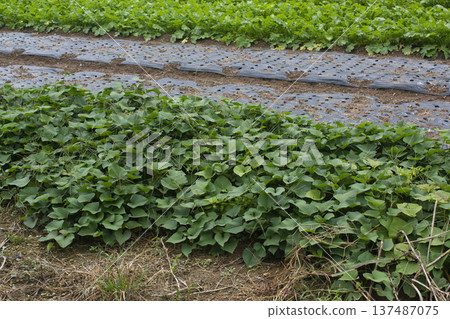 This is a close-up of a sweet potato field. This is a close-up of a sweet potato field. 137487075