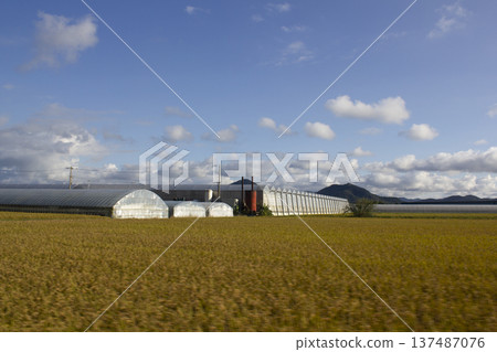It is an autumn rural landscape with golden fields. It is an autumn rural landscape with golden fields. 137487076