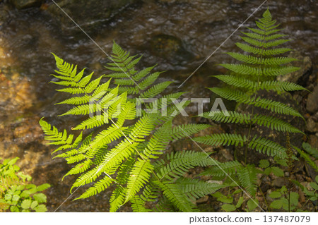These are bracken growing in the forest. These are bracken growing in the forest. 137487079