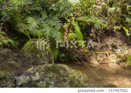 It is a valley in the forest with flowing water. 137487081