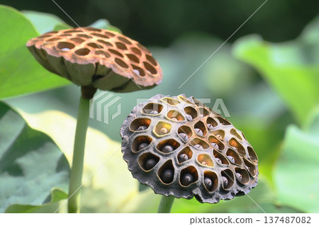 Oga lotus flower and fruit 137487082