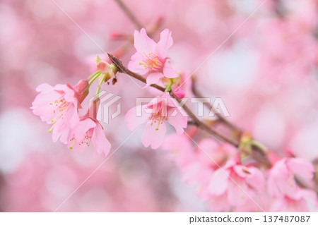岡龜櫻花在早春盛開,美不勝收。 岡龜櫻花在早春盛開,美不勝收。 137487087